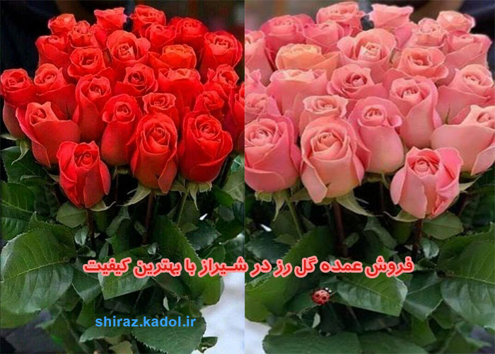 گل رز ارزان در شیراز