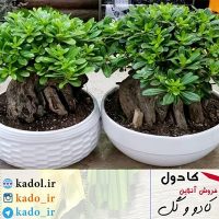 بنسای میخک هندی